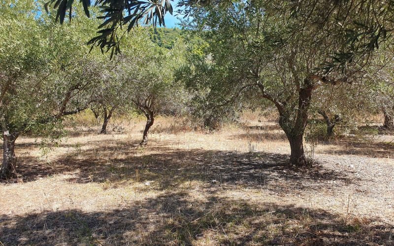 Lovely Stafilos plot