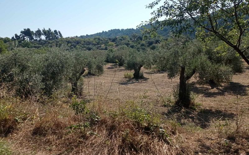 Traditional cottage in spacious olive grove close to Panormos beach Olive grove