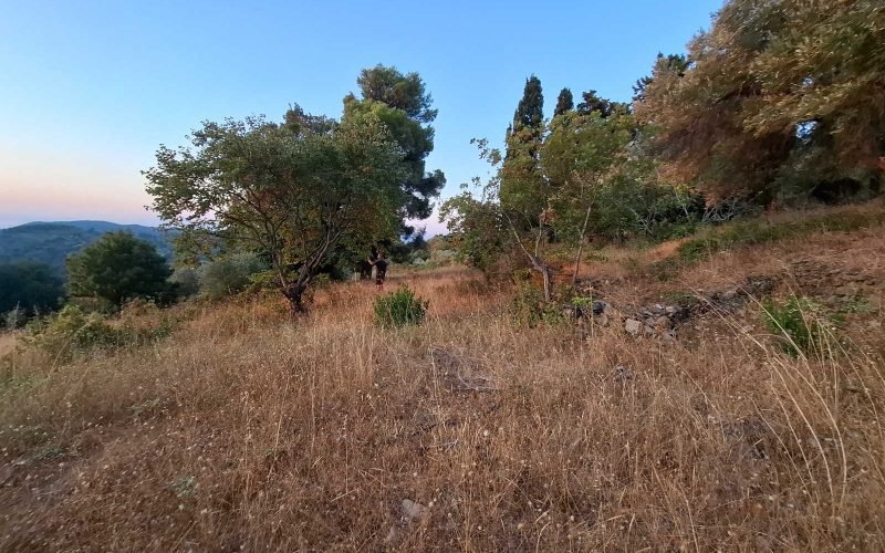 Amazing plot with views in Anania