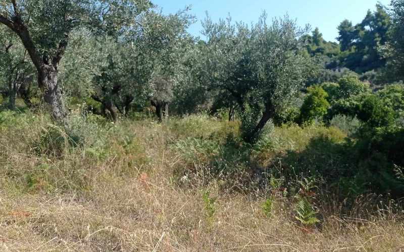 Traditional cottage in spacious olive grove close to Panormos beach Olive grove