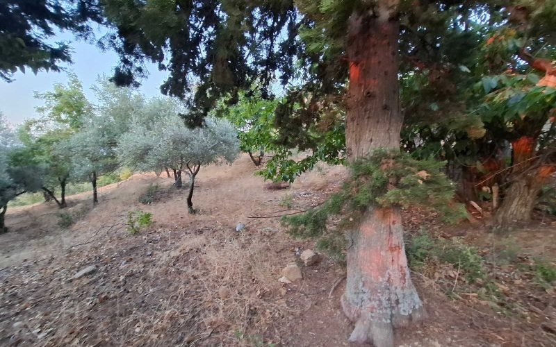 Amazing plot with views in Anania