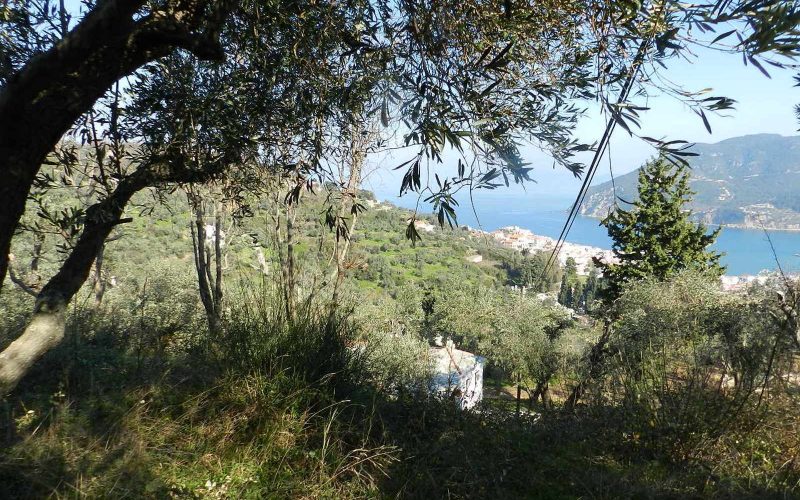 Beautiful Land above Skopelos Town with views and building permit Vegetation