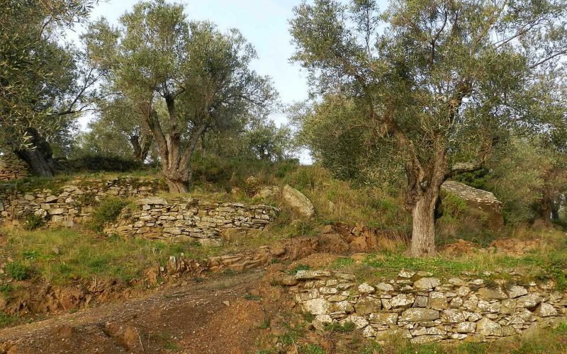 Spacious olive grove close to Skopelos town with views Stone walls