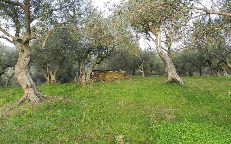 Spacious olive grove close to Skopelos town with views Olive grove