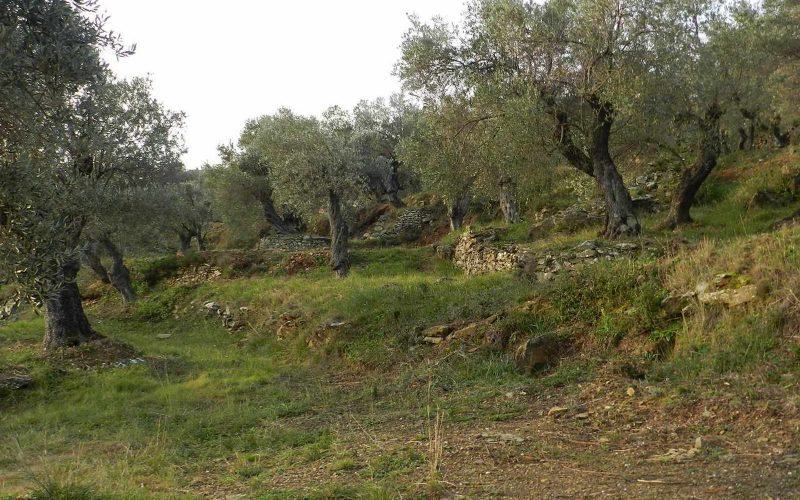 Spacious olive grove close to Skopelos town with views Ground