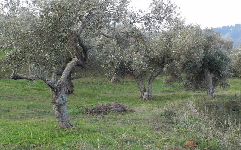 Spacious olive grove close to Skopelos town with views Olive trees 2