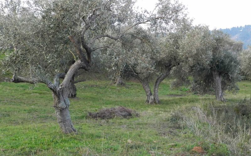 Spacious olive grove close to Skopelos town with views Olive trees 2