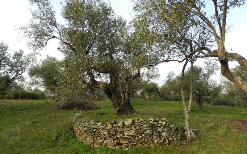 Spacious olive grove close to Skopelos town with views Olive trees