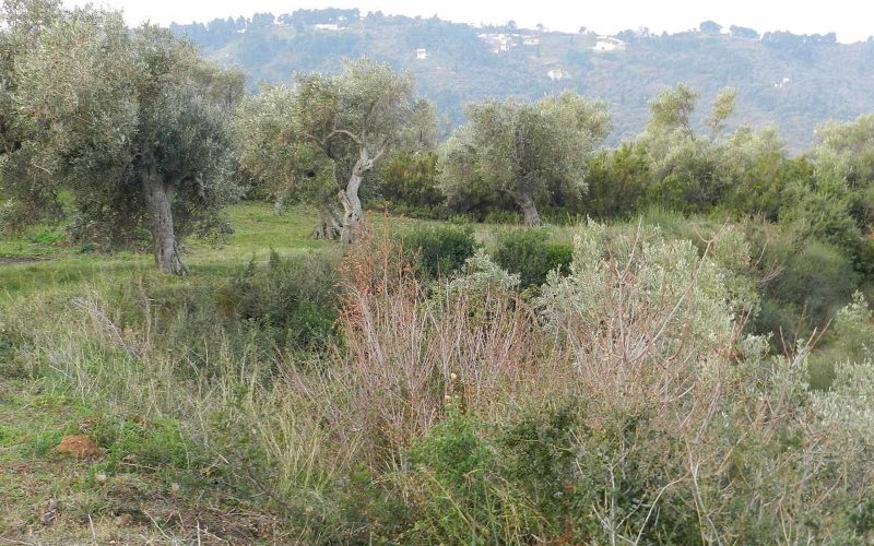 Spacious olive grove close to Skopelos town with views Vegetation