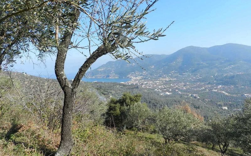 Buildable plot in the area of Pefkias with views