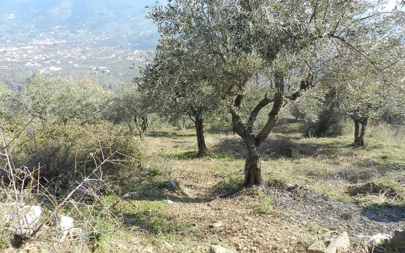 Buildable plot in the area of Pefkias with views Plot 2