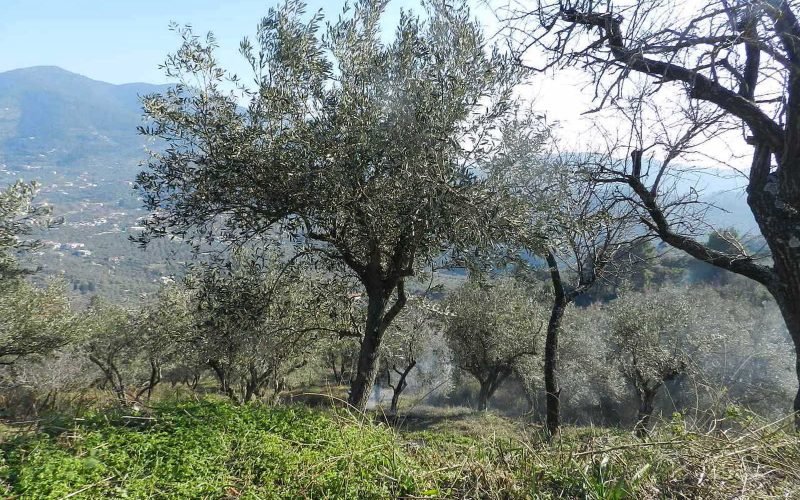 Buildable plot in the area of Pefkias with views Vegetation