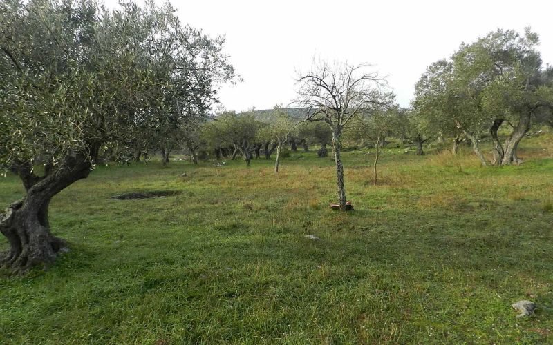 Spacious plot in the area of Alikias
