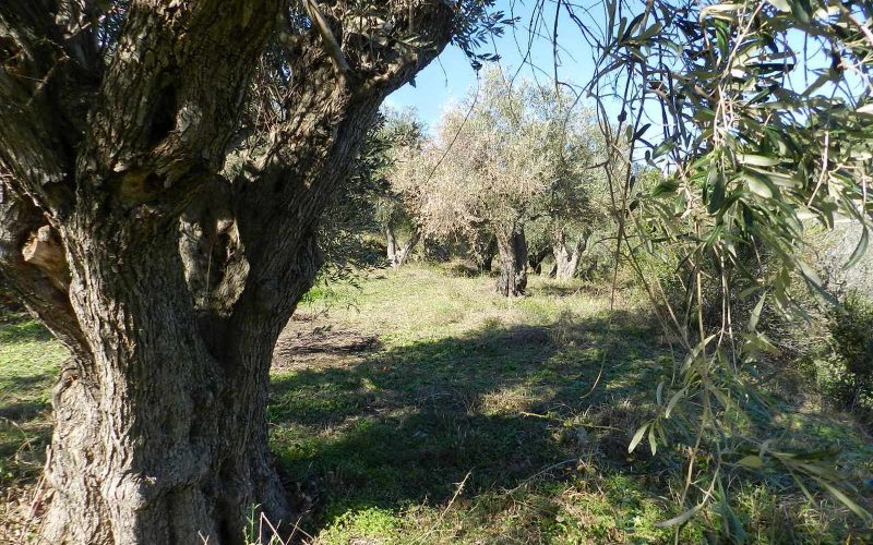 Unique plot in Agios Konstantinos with spactacular views Olive trees 2