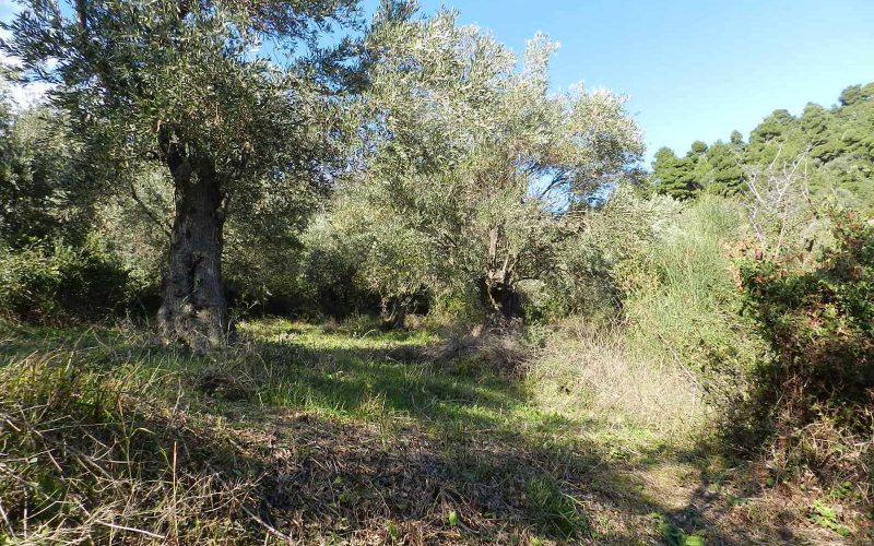 Unique plot in Agios Konstantinos with spactacular views Olive trees