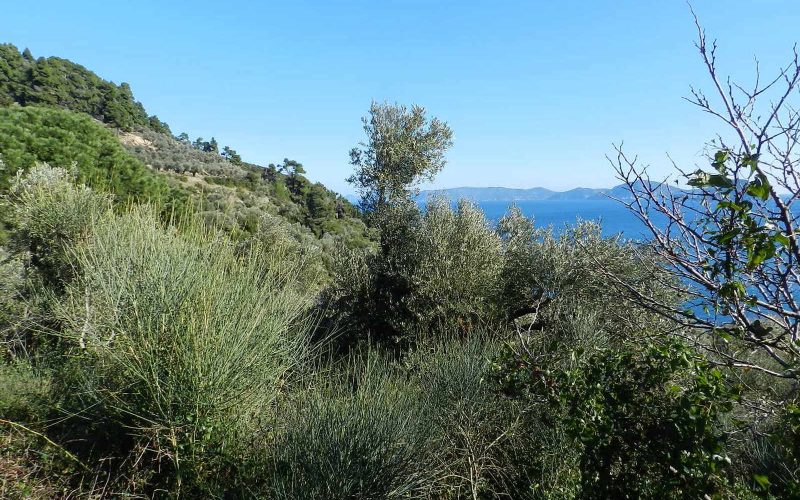 Unique plot in Agios Konstantinos with spactacular views Vegetation 2
