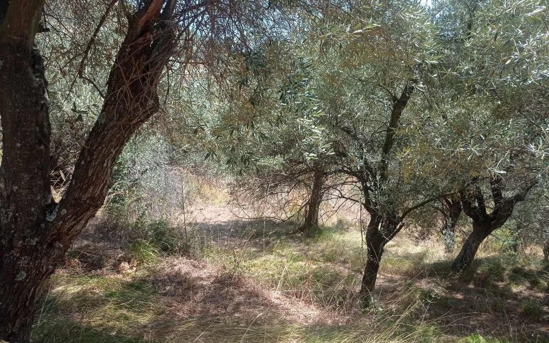 Old Stone cottage in spacious olive grove
