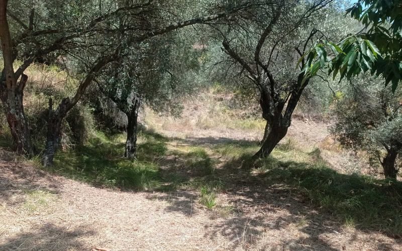 Old Stone cottage in spacious olive grove