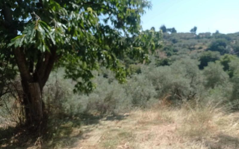Old Stone cottage in spacious olive grove
