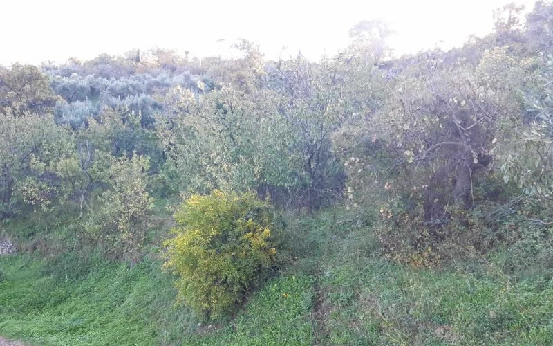 Land in Raches area with best views to the Aegean Sea