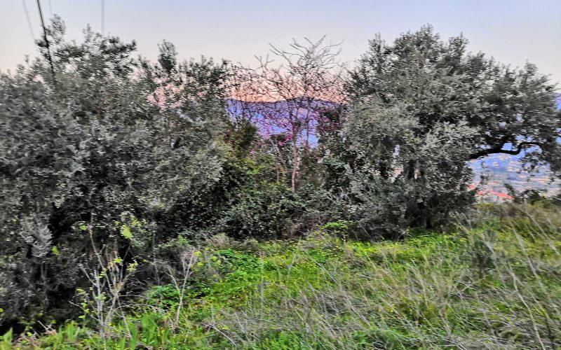 Plot with building permit close to Skopelos Town