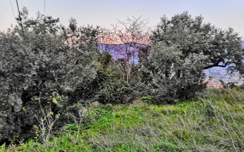 Plot with building permit close to Skopelos Town