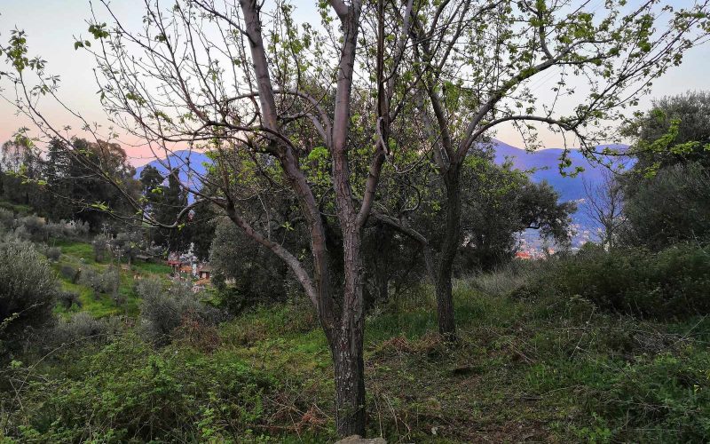 Plot with building permit close to Skopelos Town