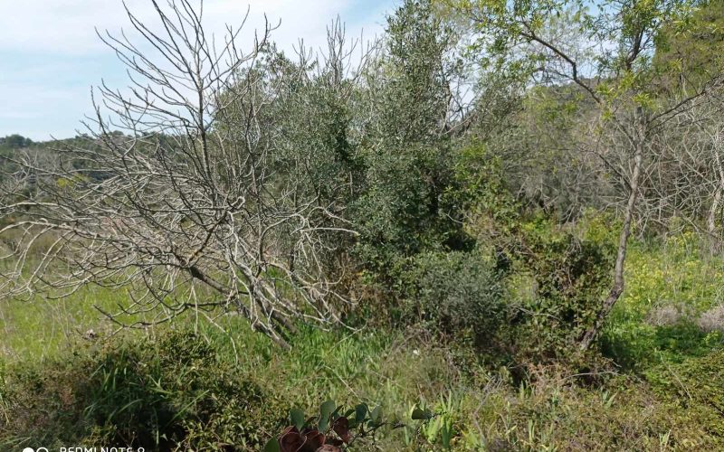 Big land with cottages to renovate close to Panormos beach Land